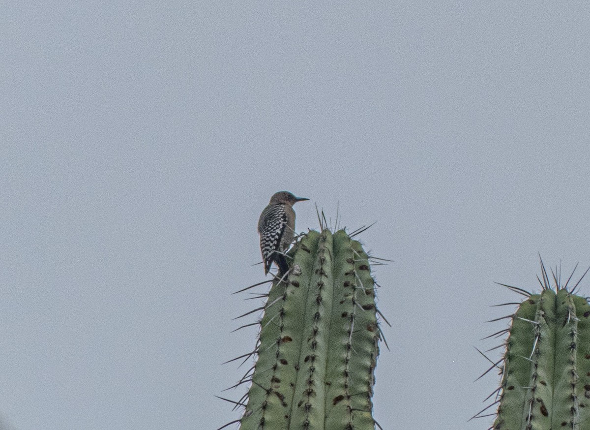 Gray-breasted Woodpecker - ML644359195