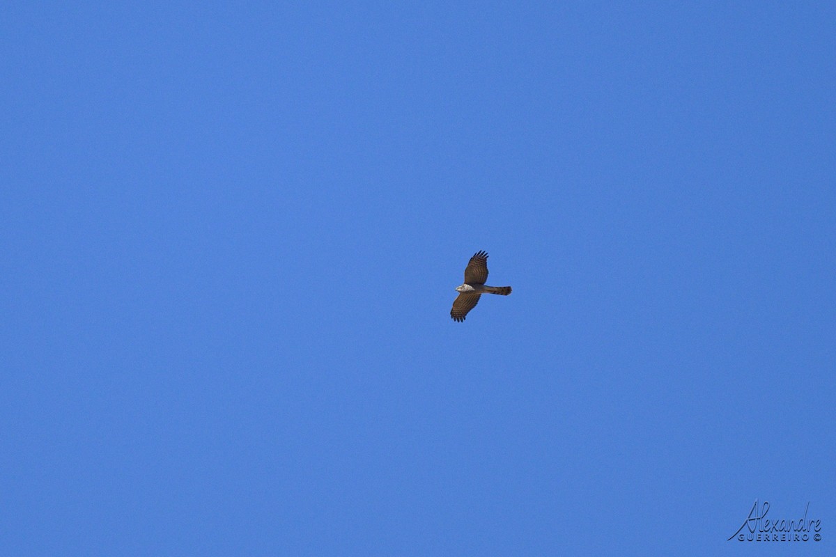 Үлэг харцага - ML644359196