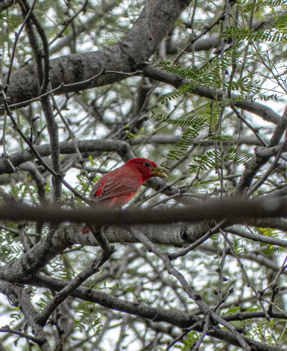 Summer Tanager - ML644359200