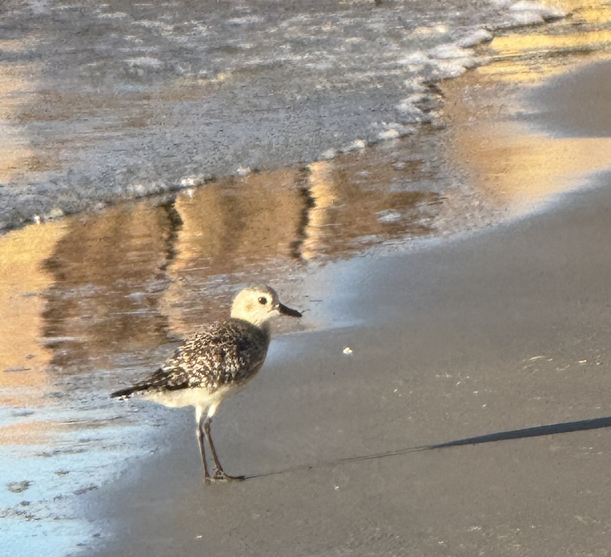 Chorlito Gris - ML644359205