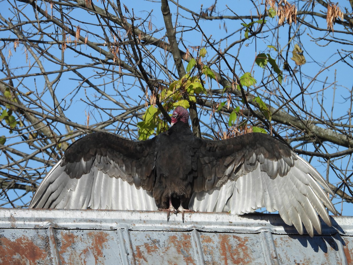 Turkey Vulture - ML644359207