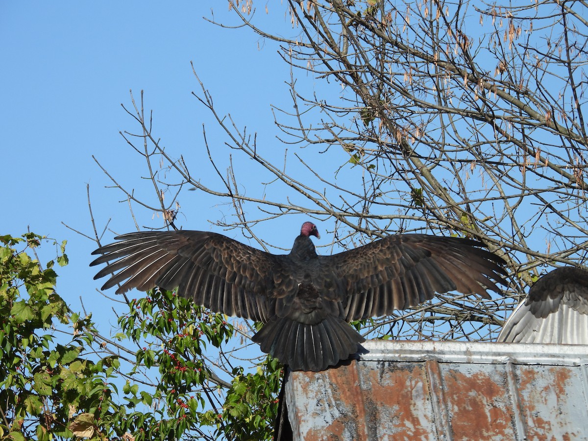 Turkey Vulture - ML644359209