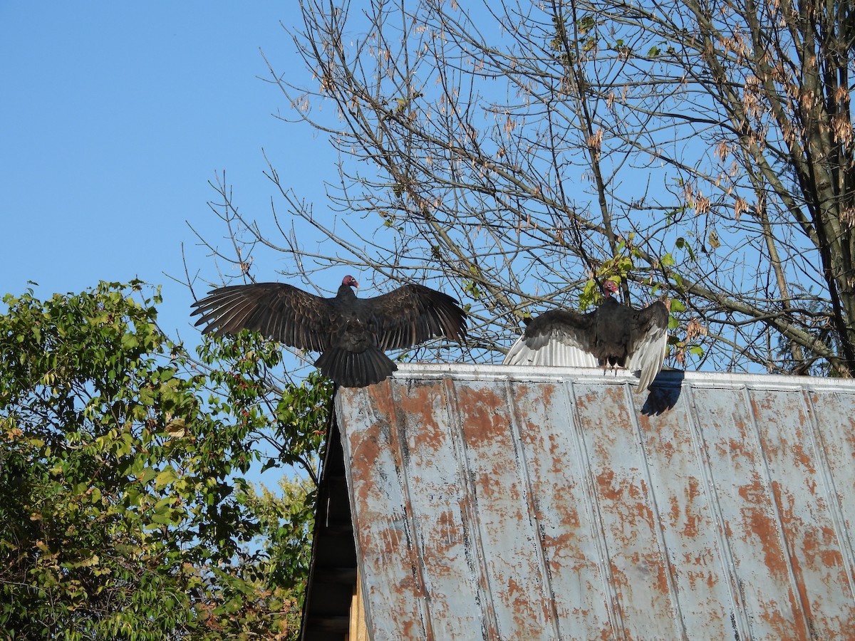 Turkey Vulture - ML644359210