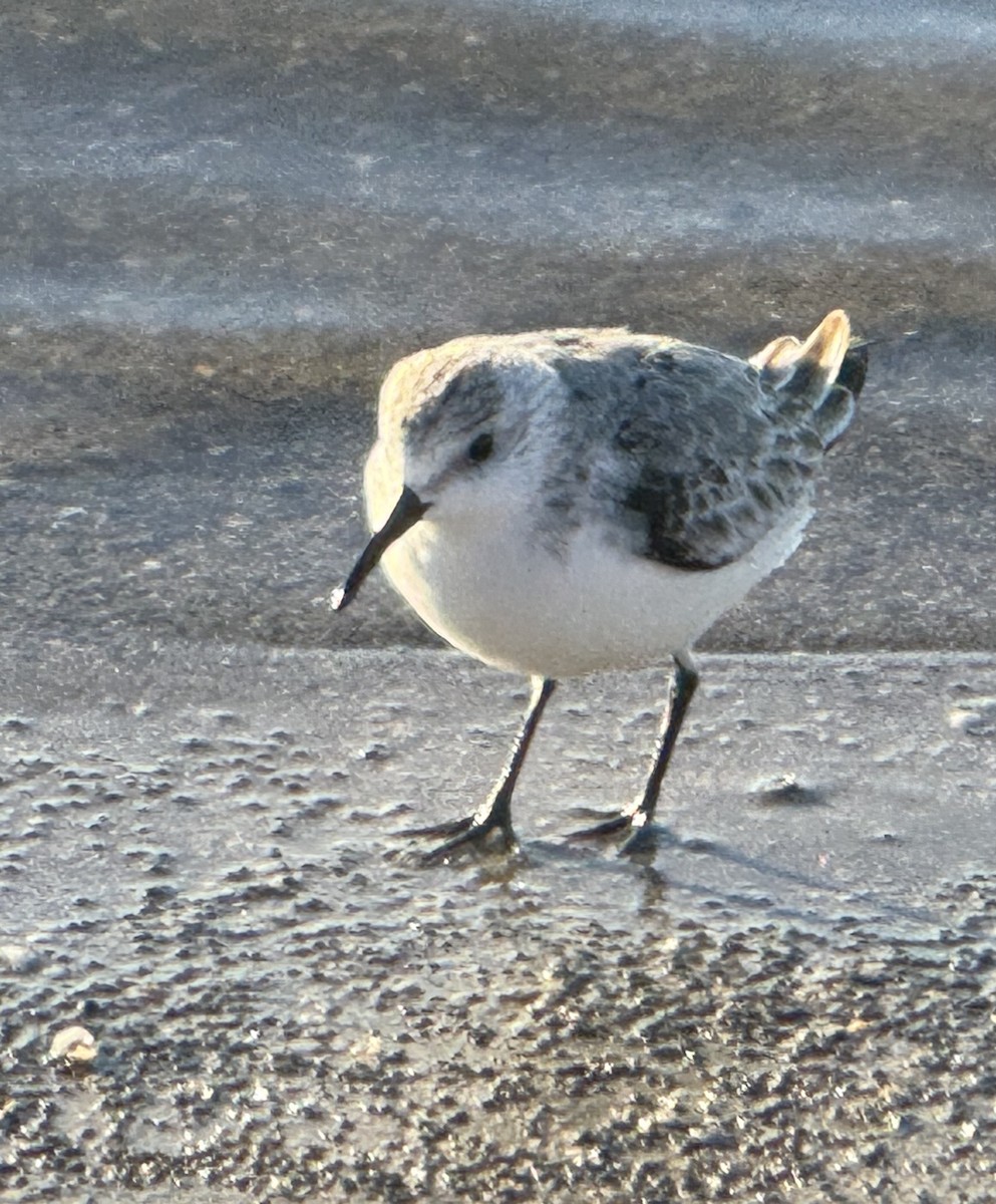 Sanderling - ML644359211
