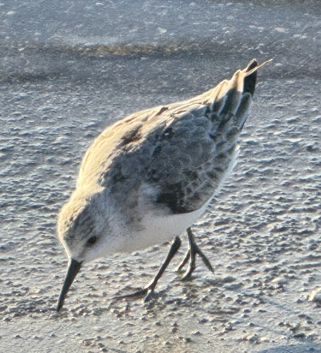 Sanderling - ML644359212