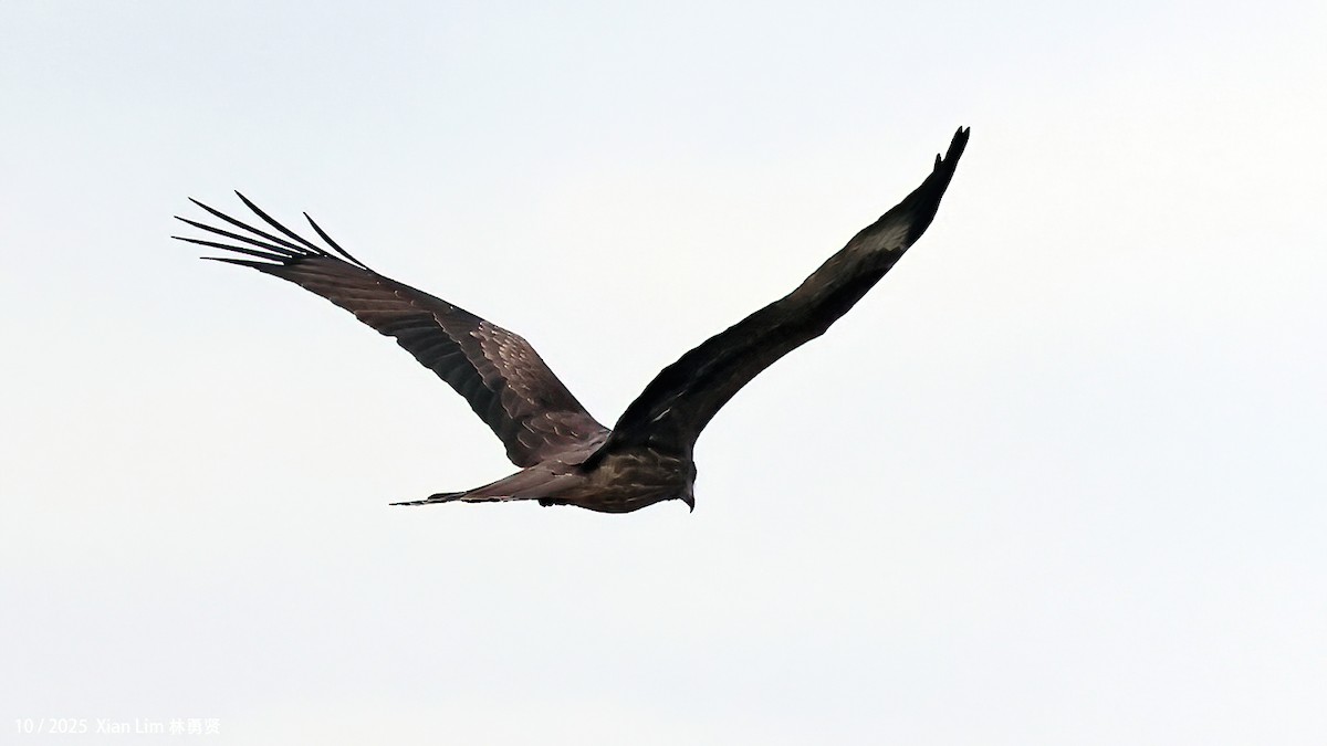 luňák hnědý (ssp. lineatus/formosanus) - ML644359215