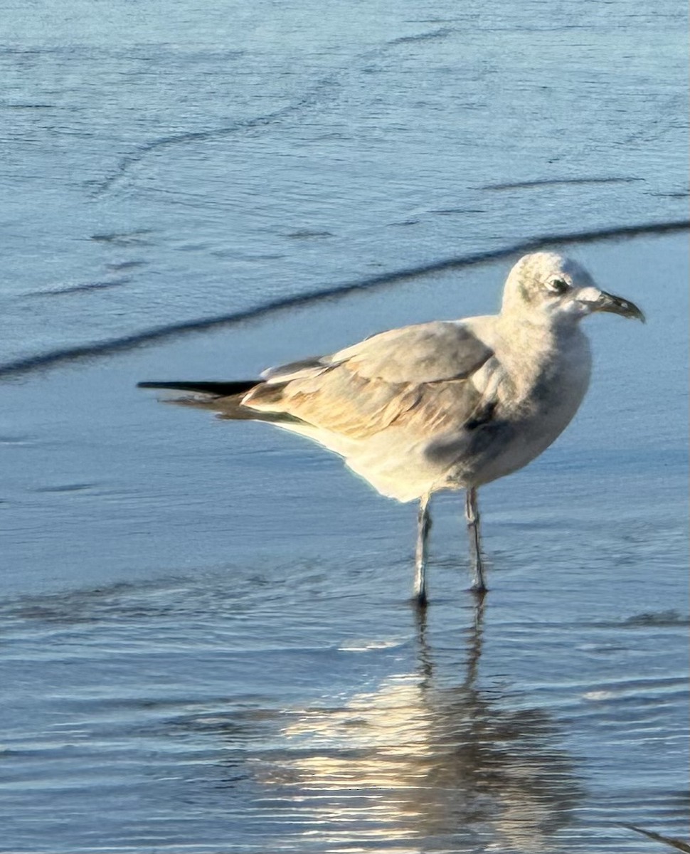 ワライカモメ - ML644359216