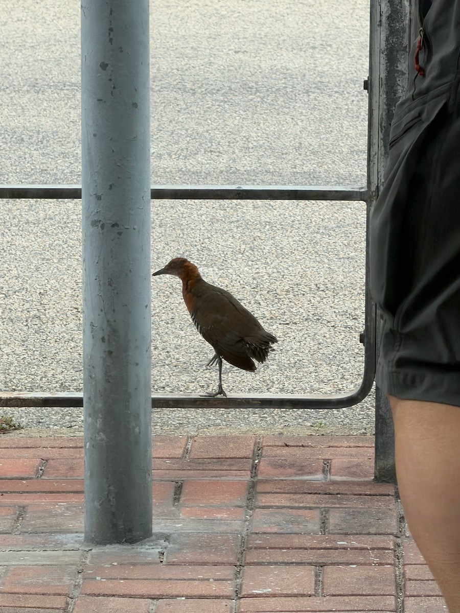 Slaty-legged Crake - ML644359225