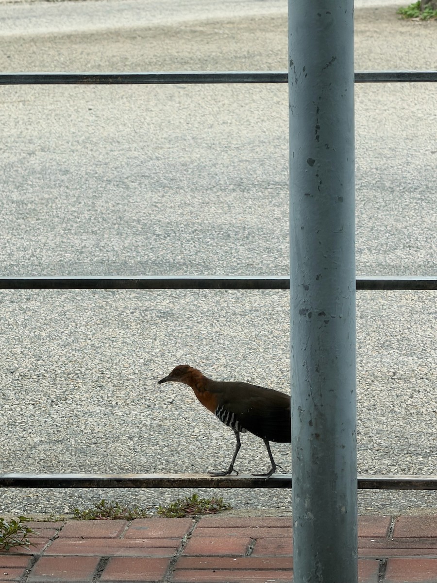 Slaty-legged Crake - ML644359226