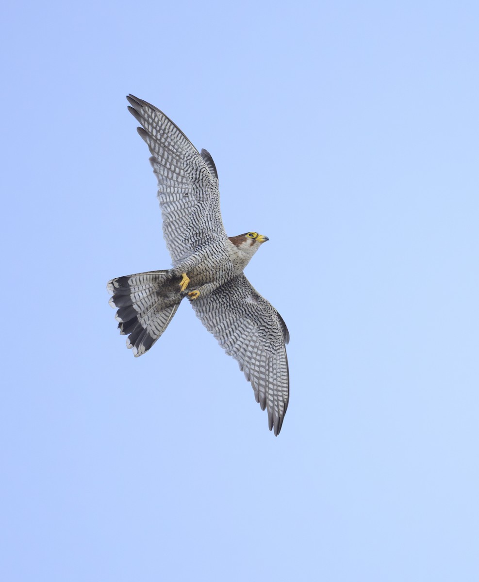 Red-necked Falcon - ML644359253