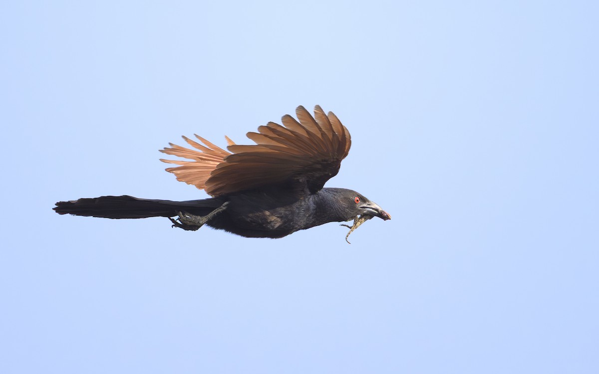 Greater Coucal - ML644359255
