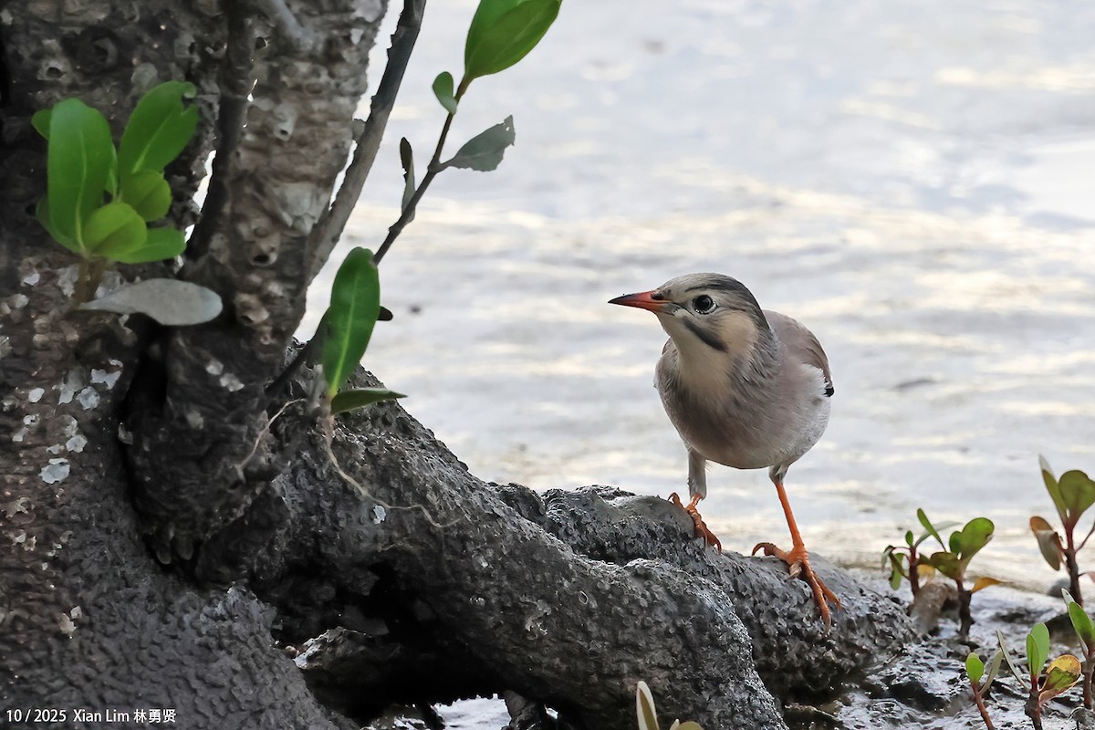 Улаан хошуут тодол - ML644359258