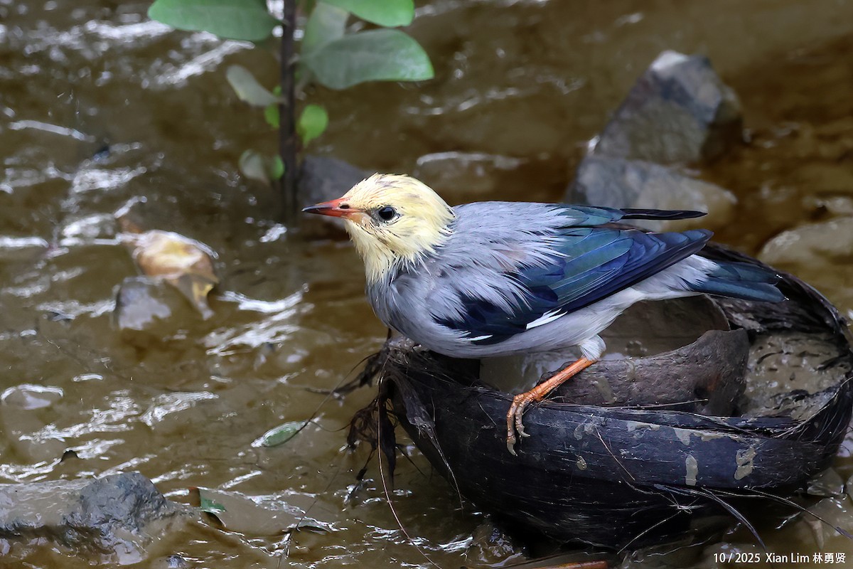 Улаан хошуут тодол - ML644359259