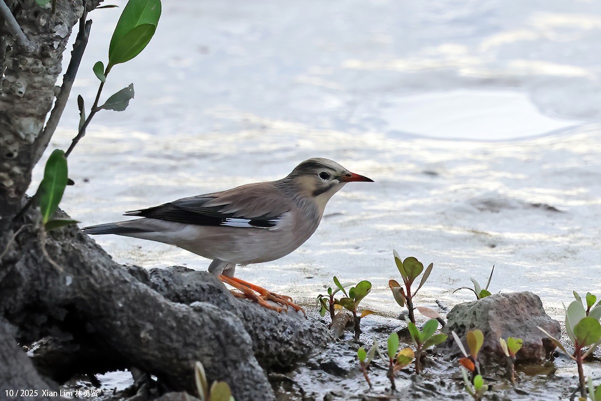 Улаан хошуут тодол - ML644359260