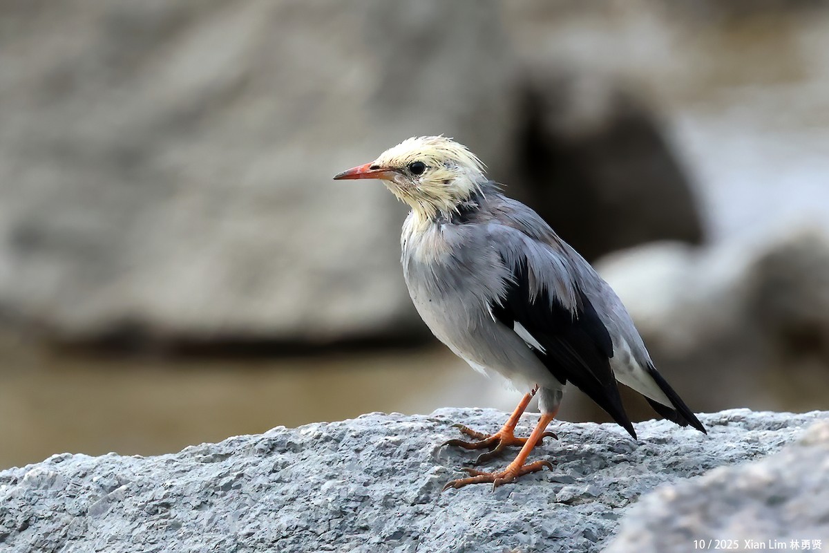 Улаан хошуут тодол - ML644359261