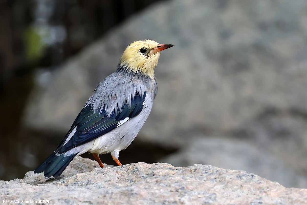 Улаан хошуут тодол - ML644359262