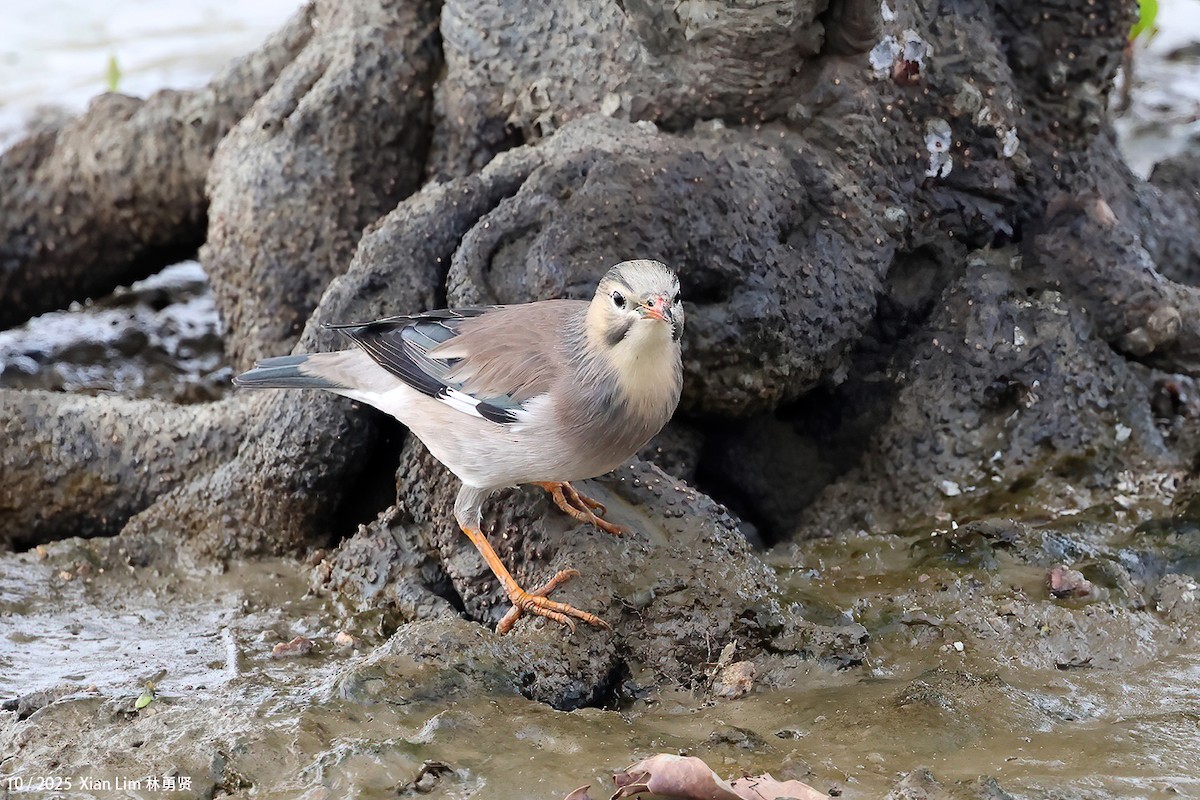 Улаан хошуут тодол - ML644359263