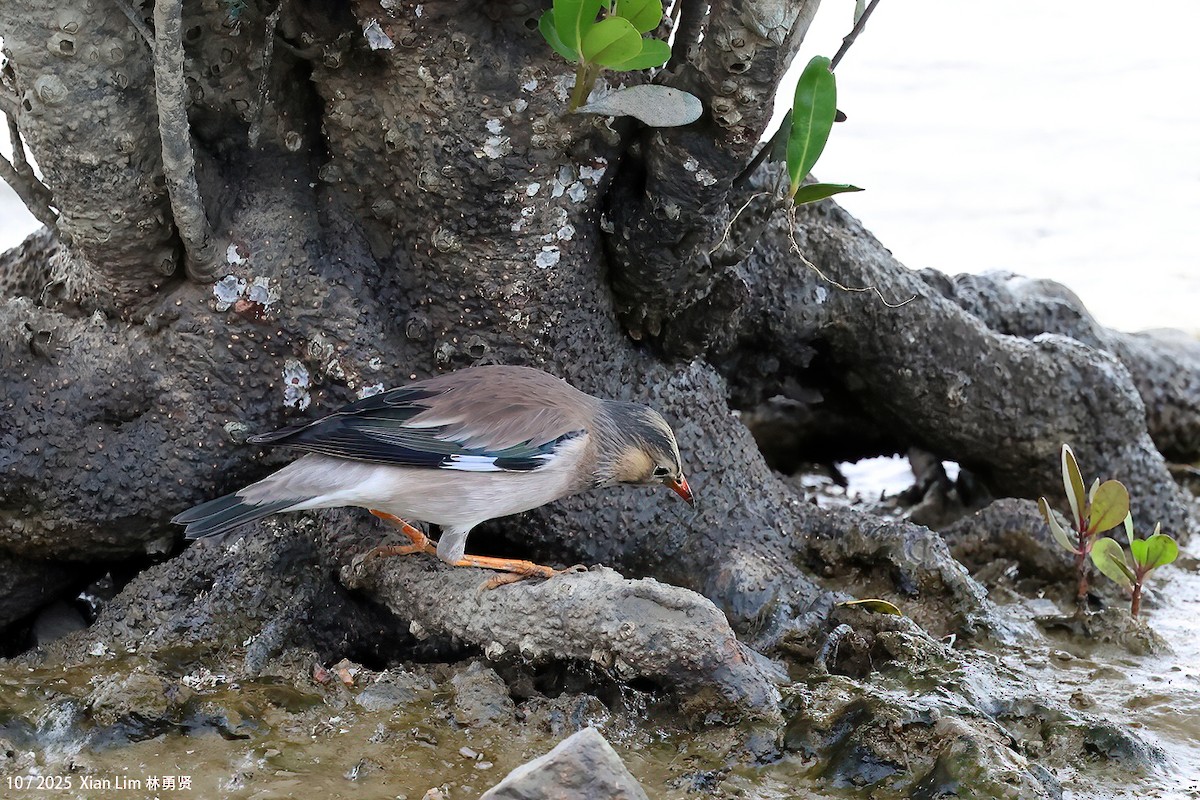 Улаан хошуут тодол - ML644359264