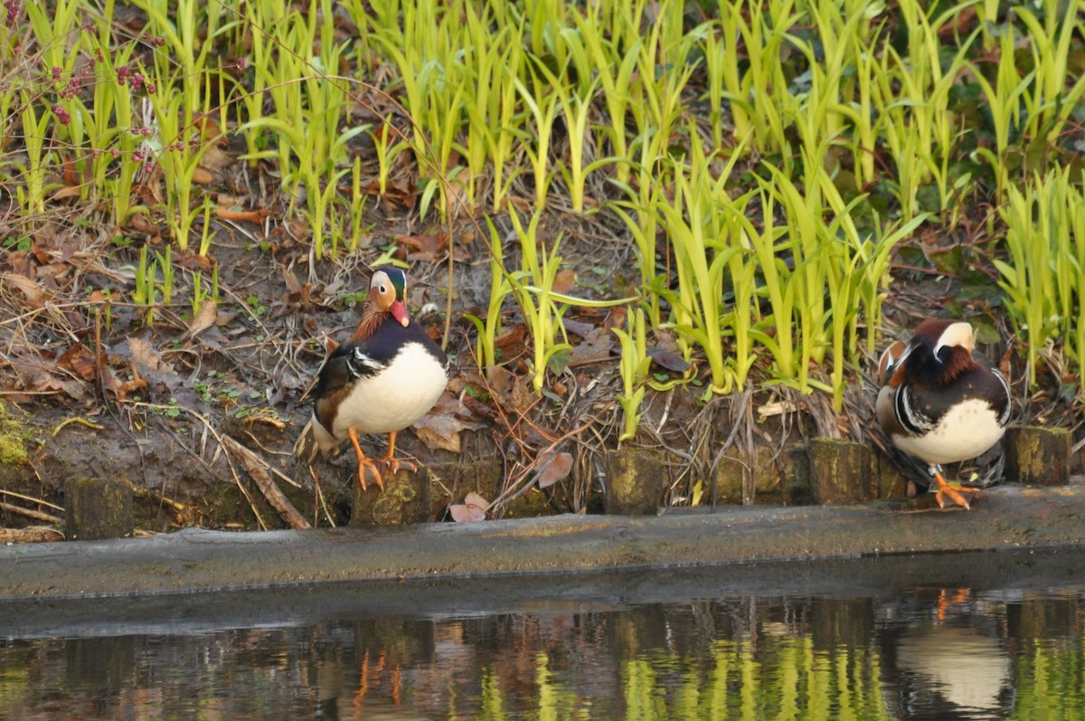 Pato Mandarín - ML644359266