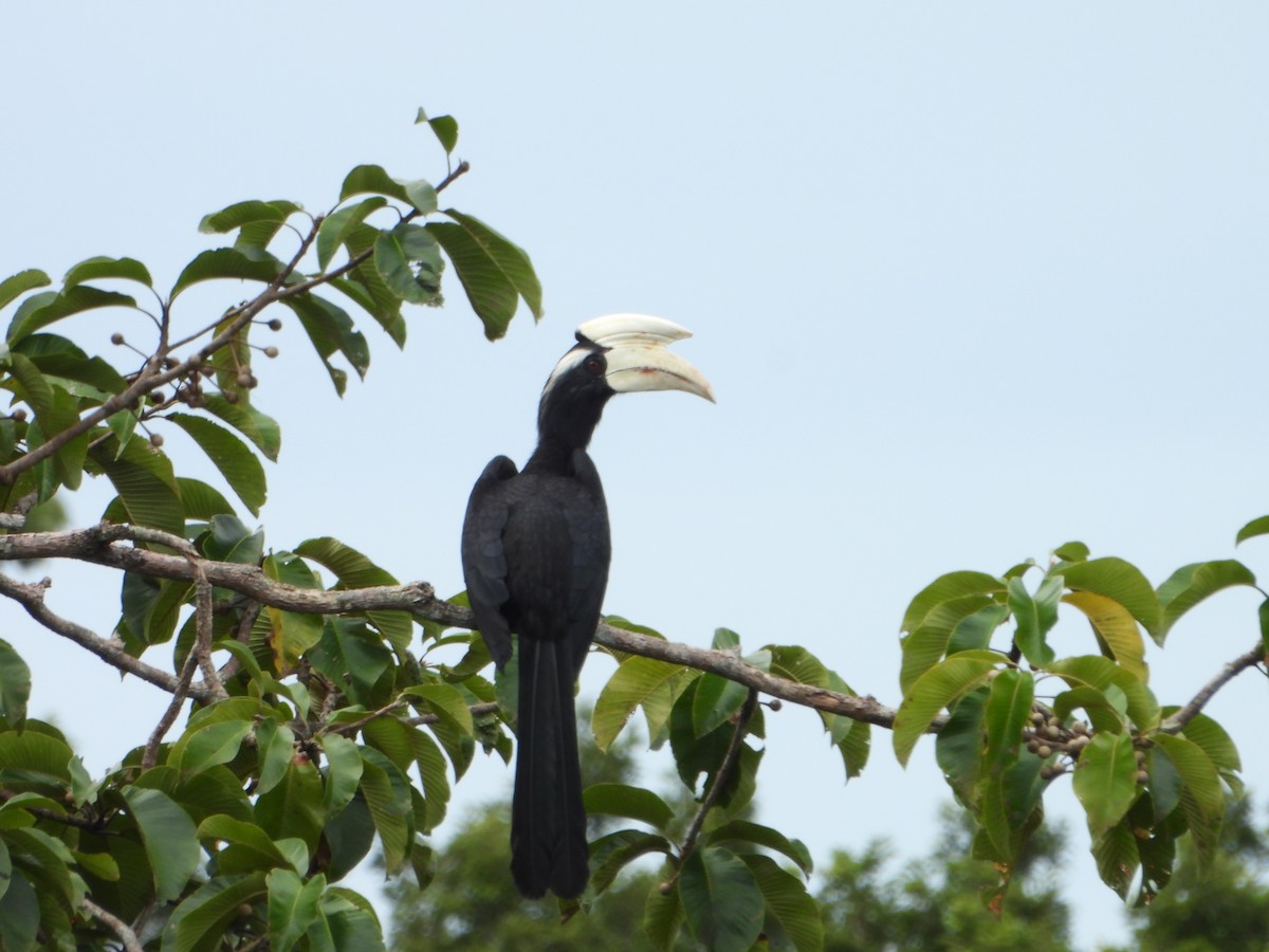 Black Hornbill - ML644359267