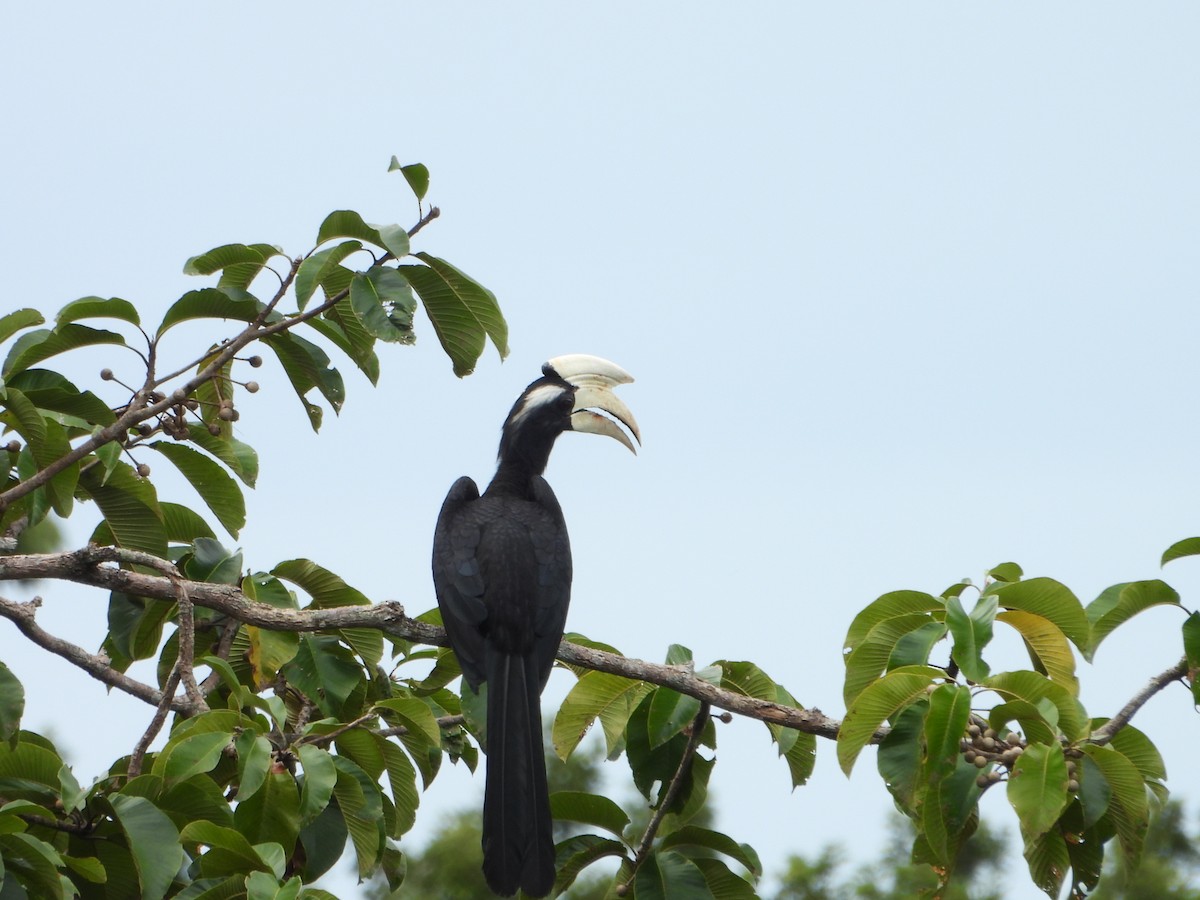 Black Hornbill - ML644359268