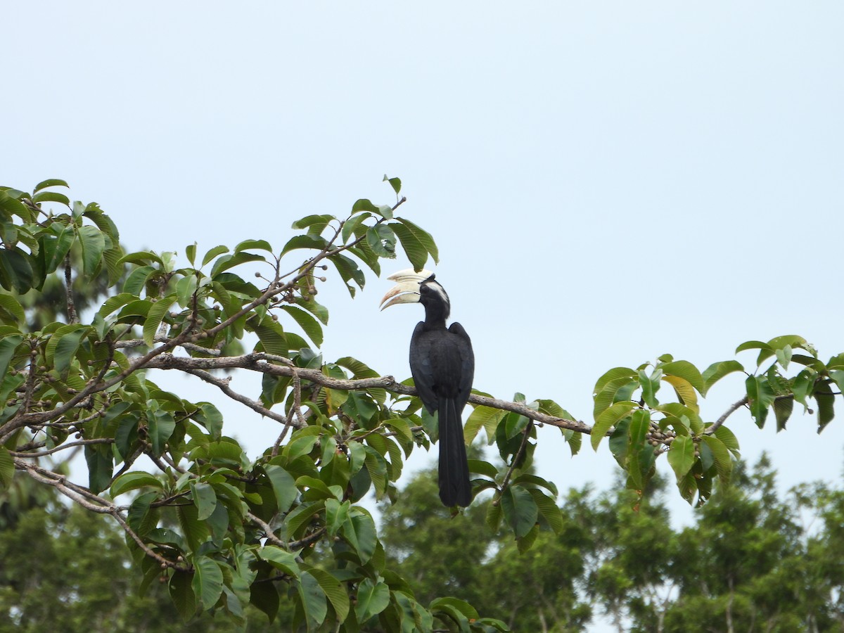 Black Hornbill - ML644359269