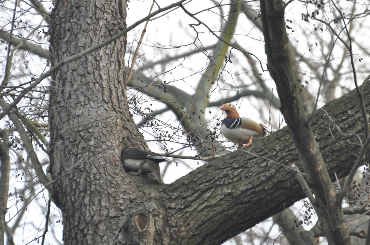 Pato Mandarín - ML644359271