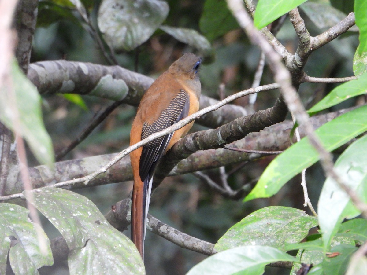 Red-naped Trogon - ML644359275