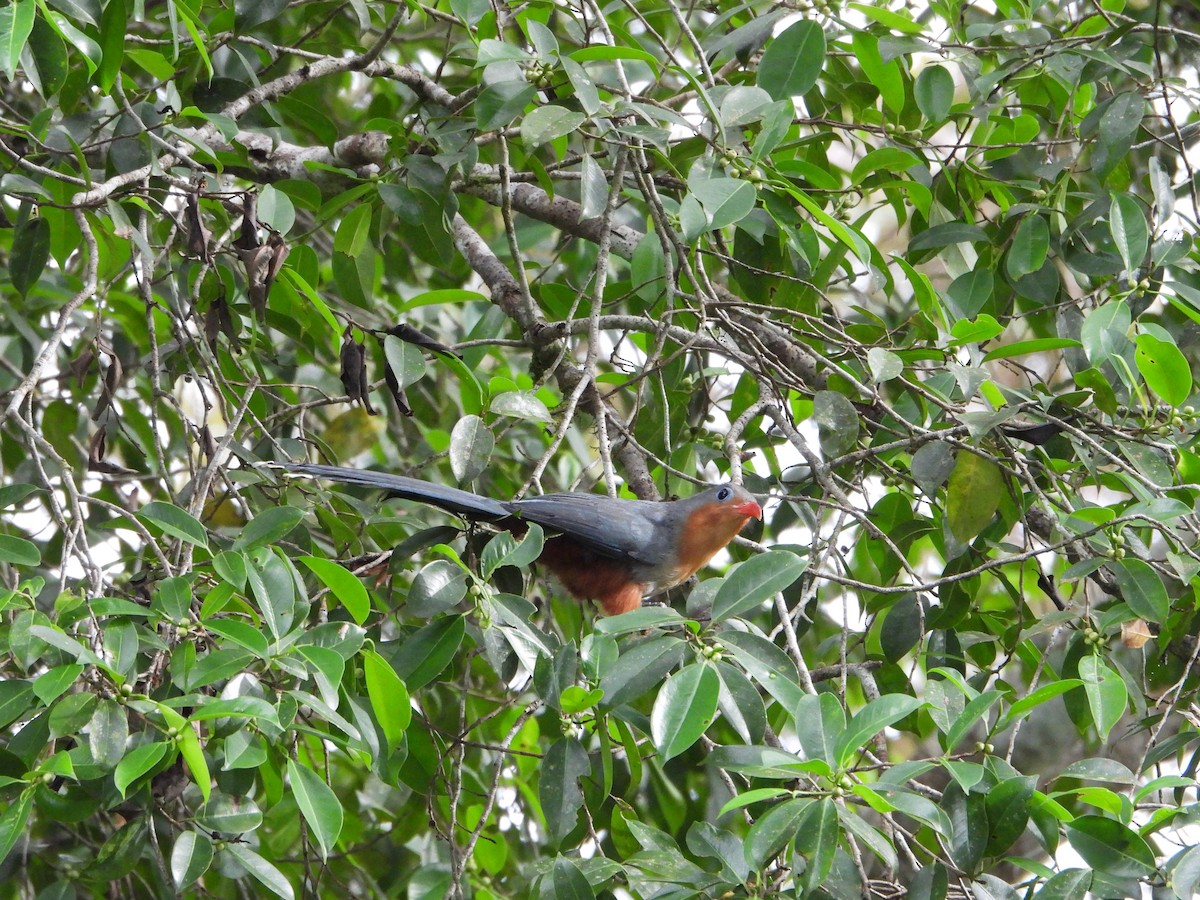 rødnebbmalkoha - ML644359278