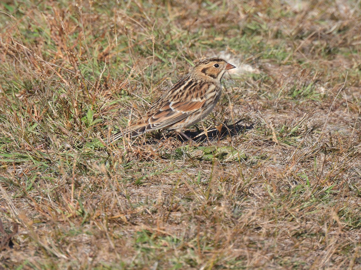 Plectrophane lapon - ML644359281