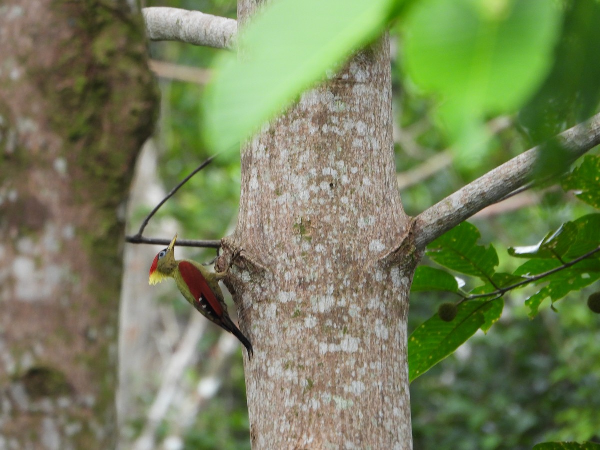 Crimson-winged Woodpecker - ML644359284