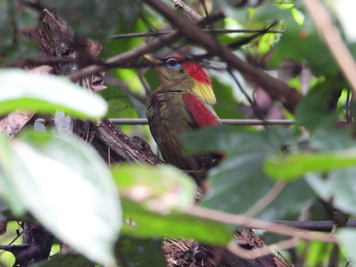 Crimson-winged Woodpecker - ML644359285
