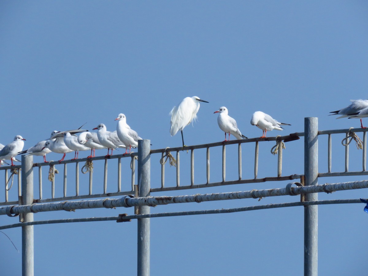 Озёрная чайка - ML644359313