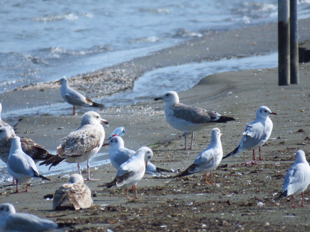 Озёрная чайка - ML644359315