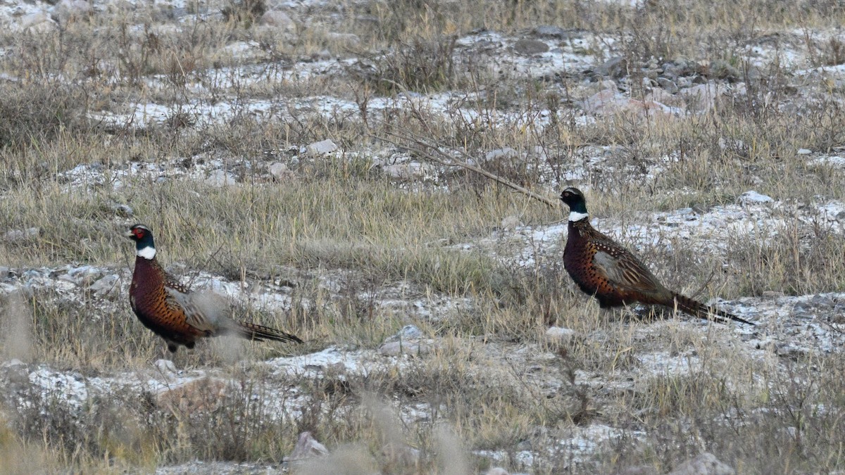 Ring-necked Pheasant - ML644359329