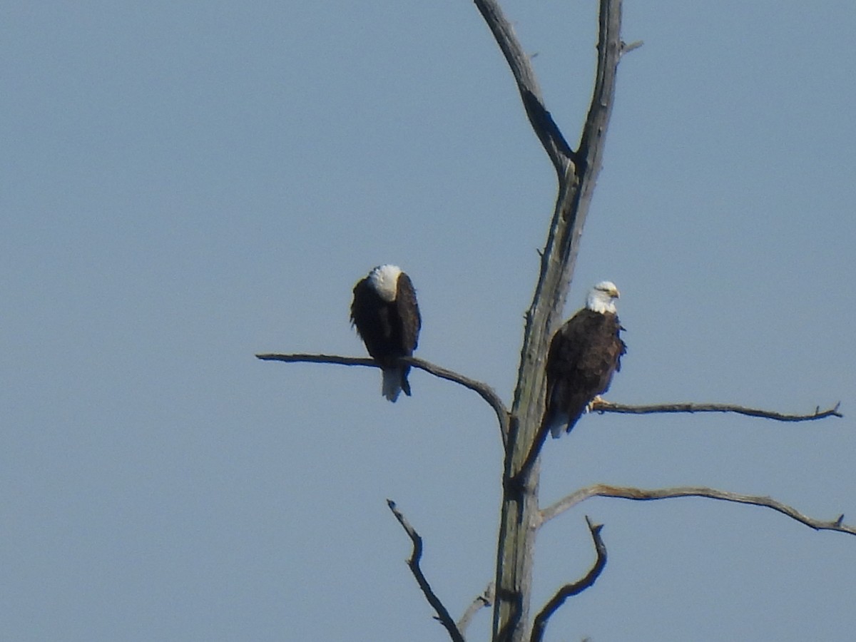 עיטם לבן-ראש - ML644359333
