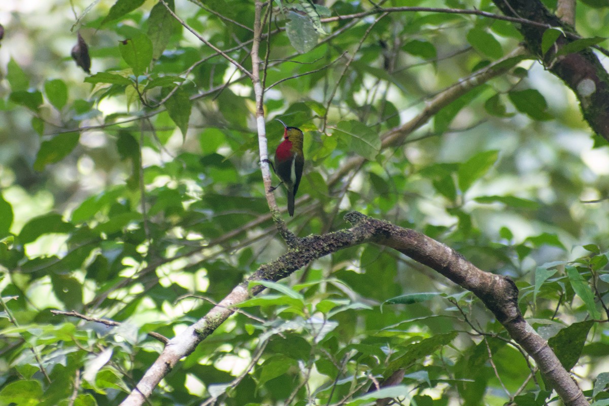 White-flanked Sunbird - ML644359341