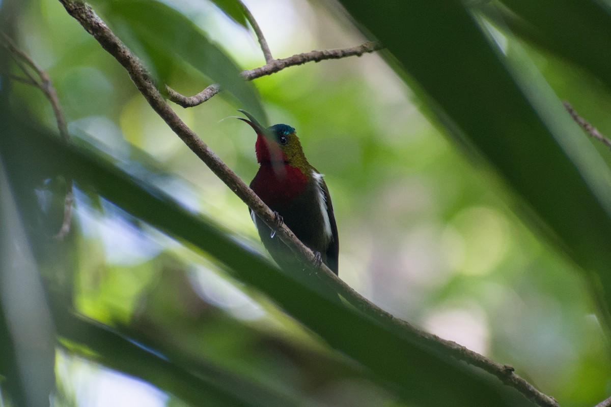 White-flanked Sunbird - ML644359342