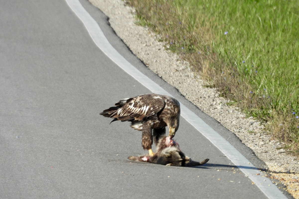 עיטם לבן-ראש - ML644359358