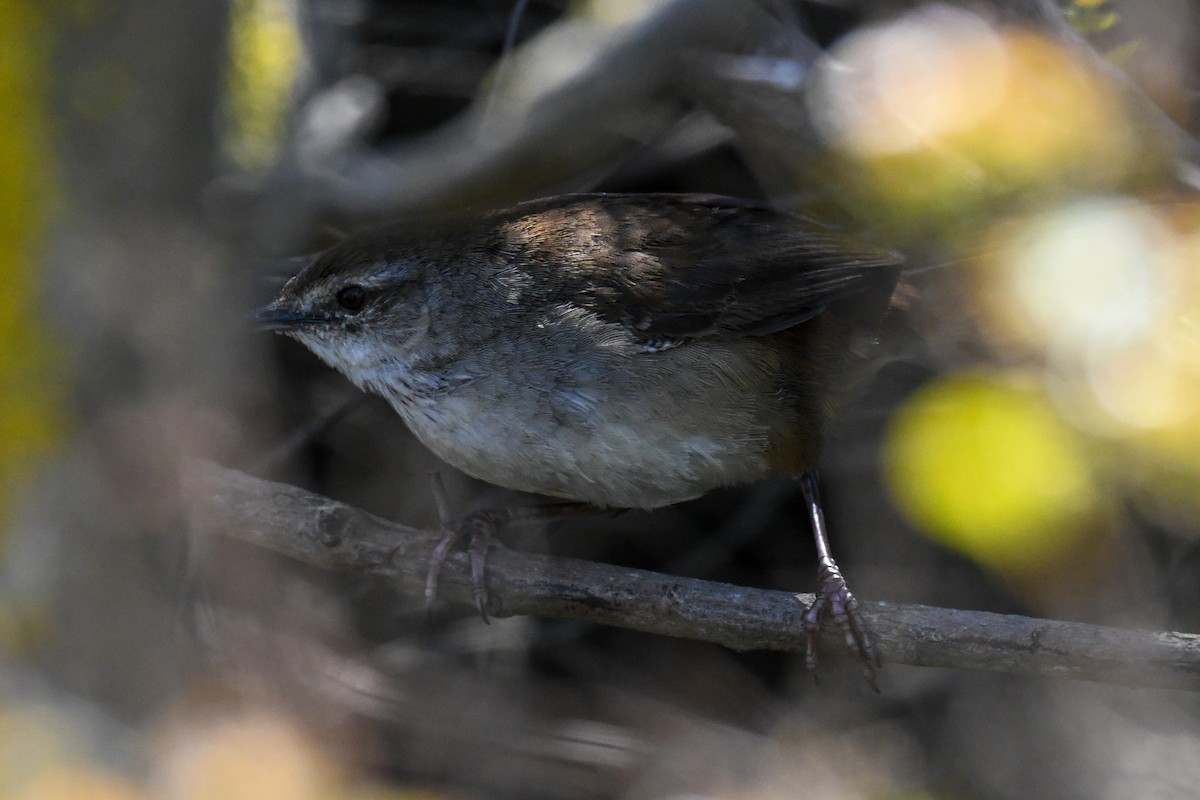 Little Rush Warbler - ML644359366