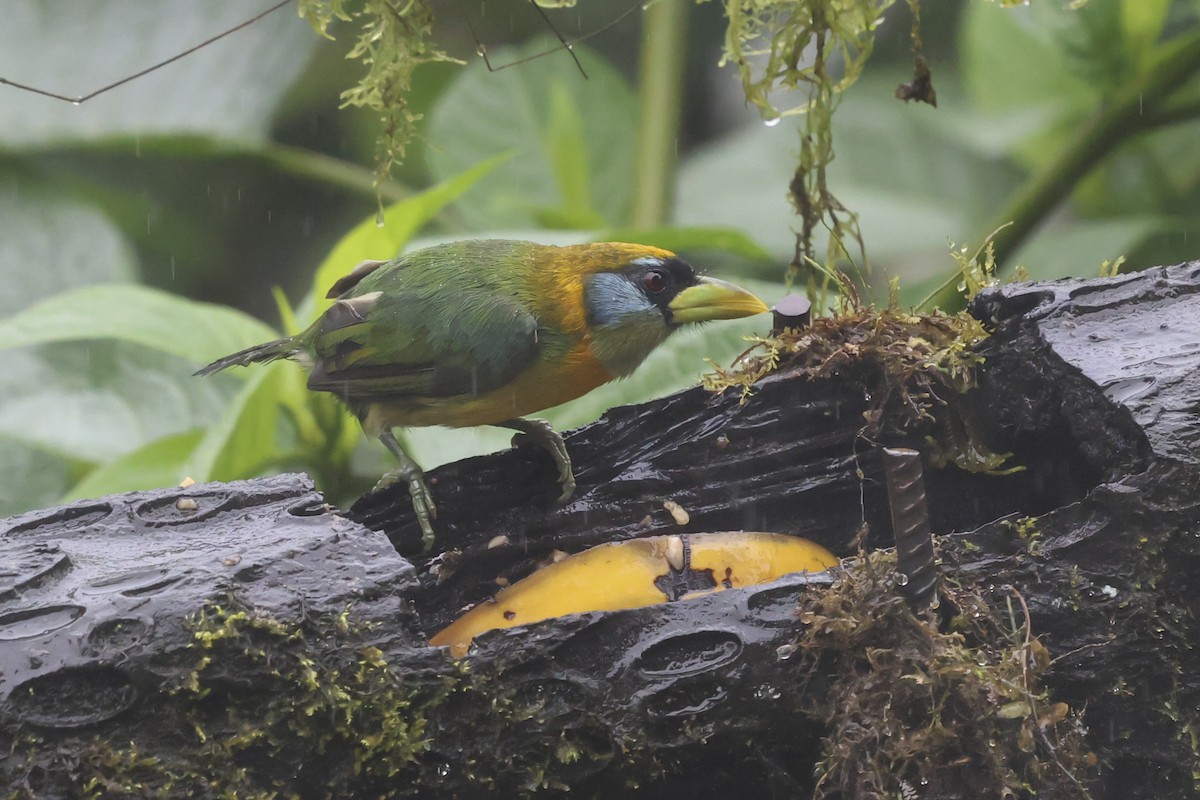 Red-headed Barbet - ML644359367
