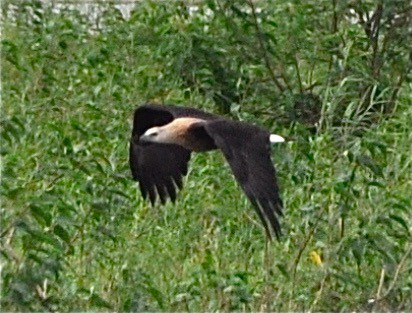 キガシラウミワシ - ML644359372