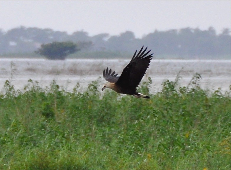 キガシラウミワシ - ML644359374