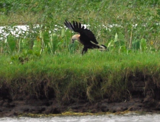 キガシラウミワシ - ML644359375