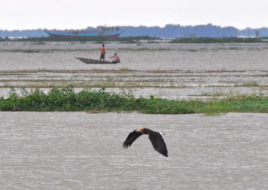 キガシラウミワシ - ML644359376