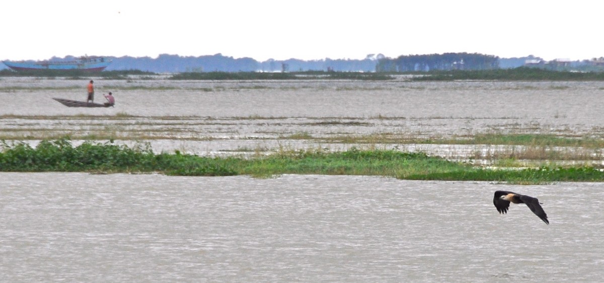 キガシラウミワシ - ML644359377