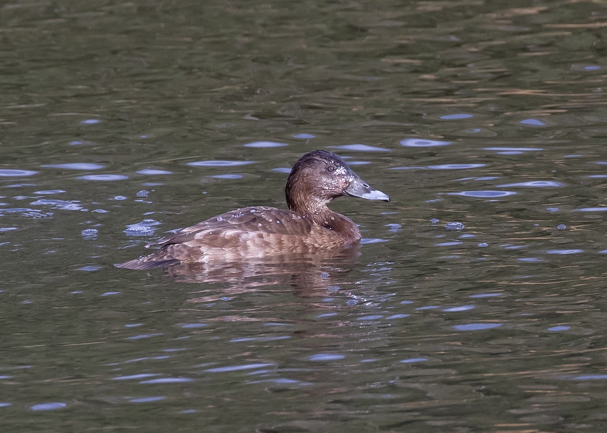 Hardhead - ML644359401