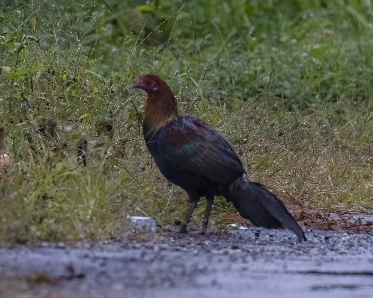 セキショクヤケイ - ML644359402