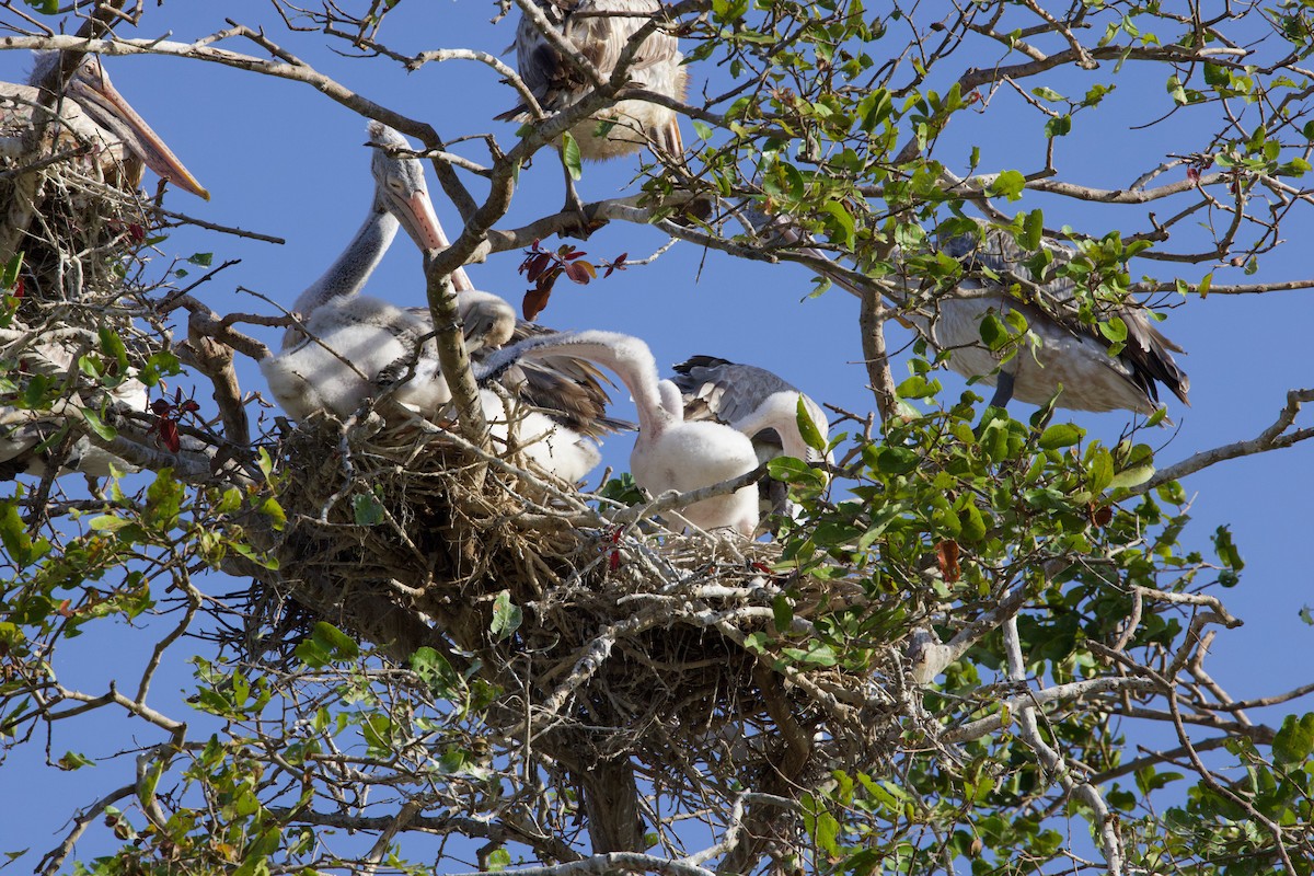 flekknebbpelikan - ML644359404