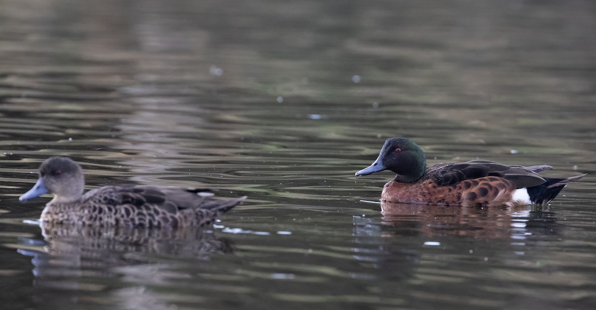 Chestnut Teal - ML644359405